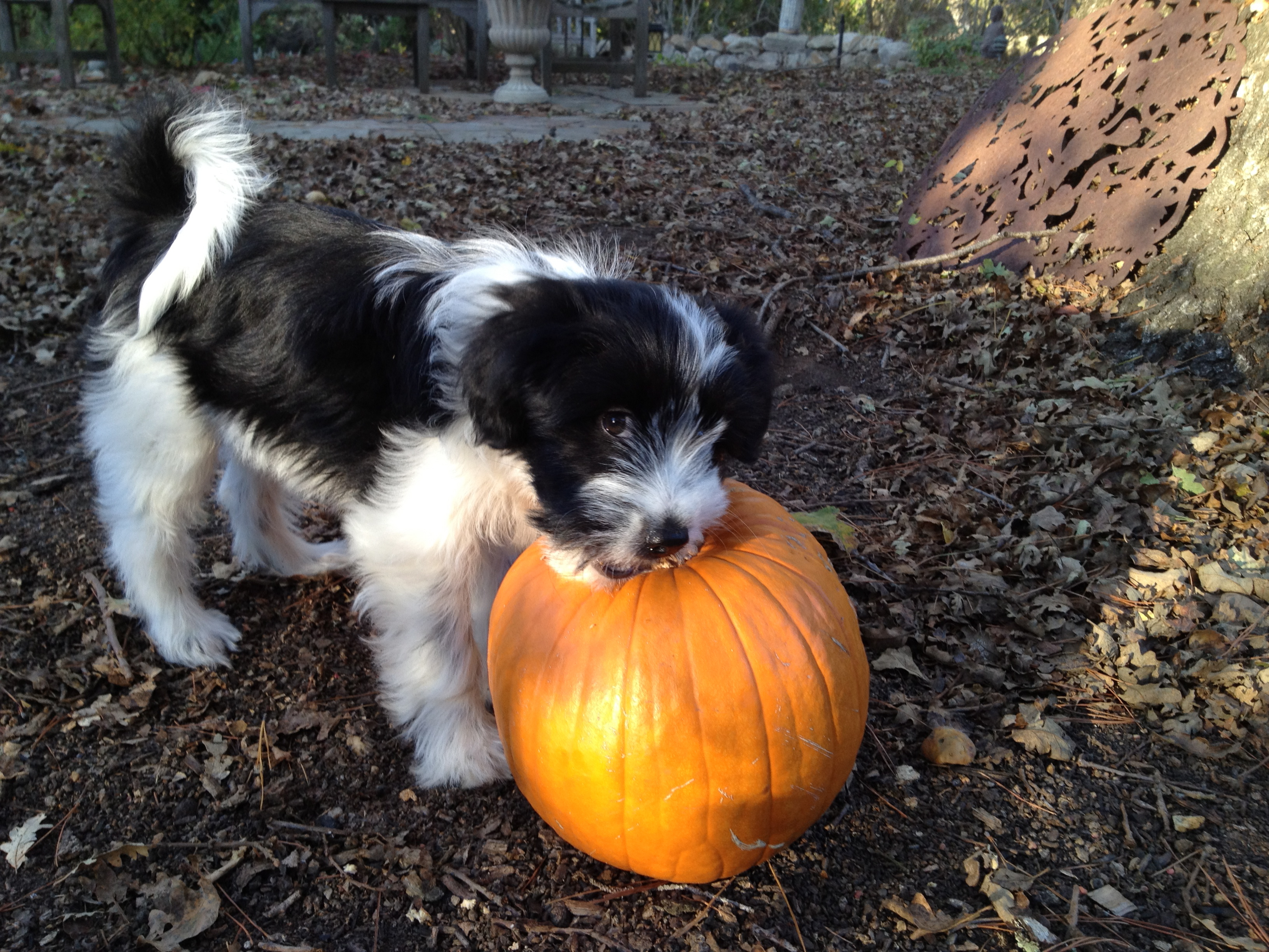 Mindfulness in Everyday Life